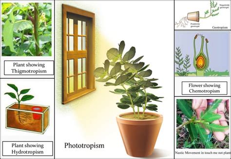 what is turgor movement class 10|turgor movement in plants.